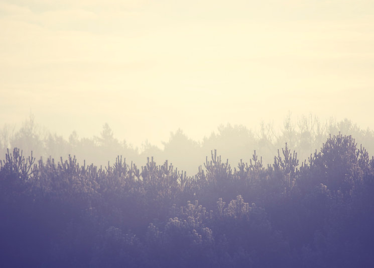 Forest Landscape