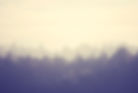 Forest Landscape
