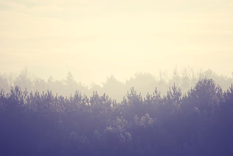 Forest Landscape