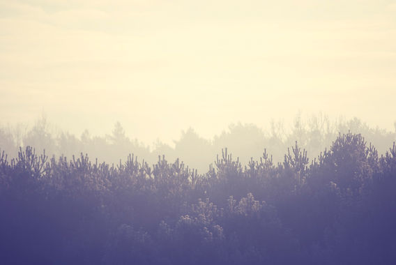 Szene im nebligen Wald