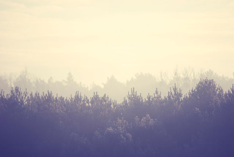 Forest Landscape