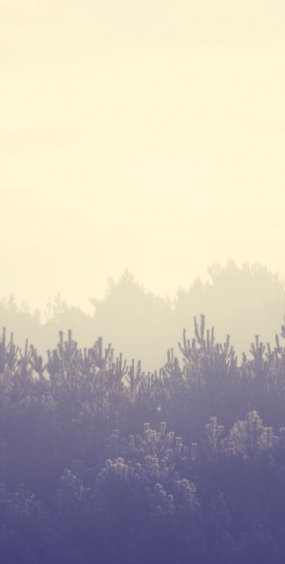 Forest Landscape