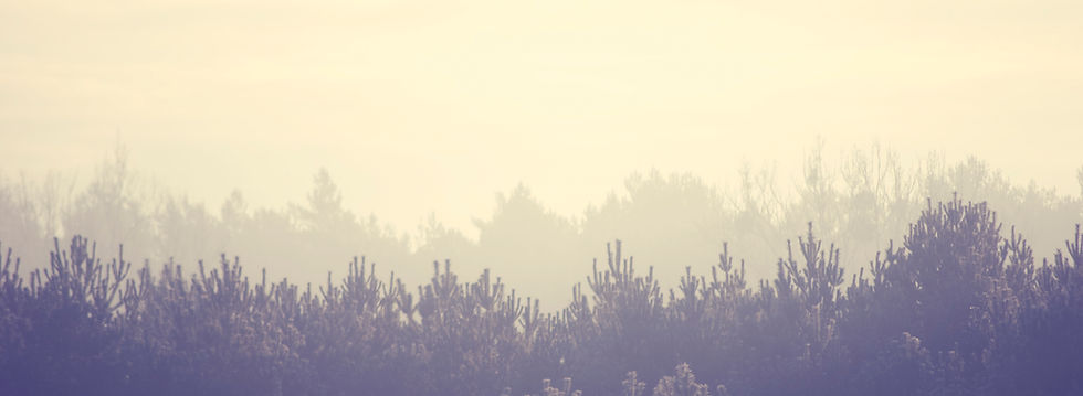 Forest Landscape