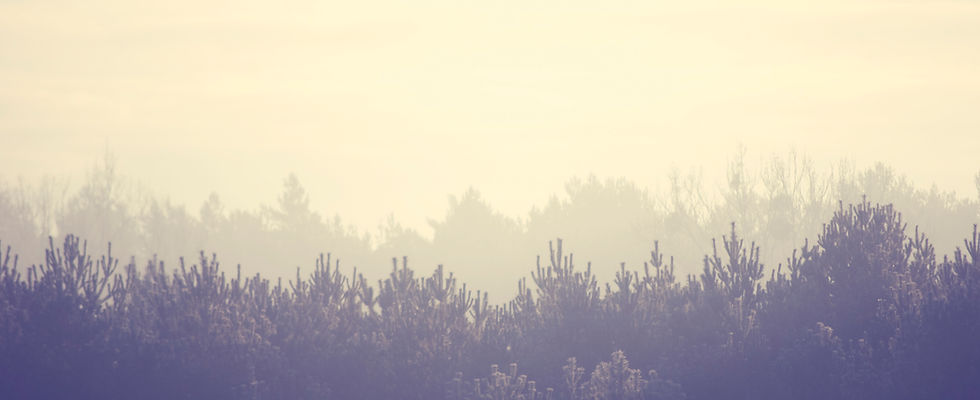 Paysage forêt