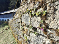 Frühlingserwachen am Ischler Salzberg
