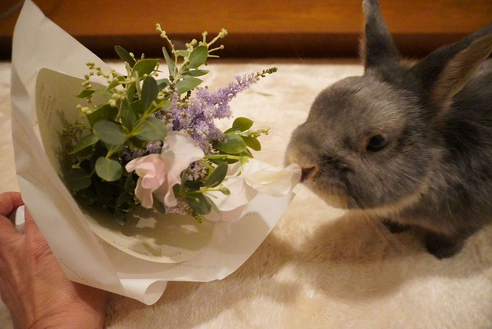 うさぎのアンのこと