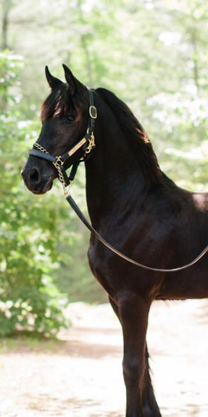 horse3_edited.jpg