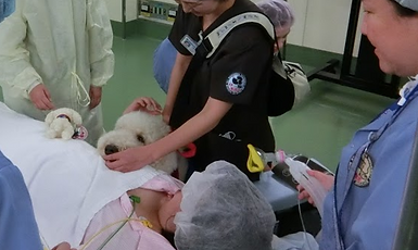 聖マリアンナ医科大学 麻酔科 勤務犬