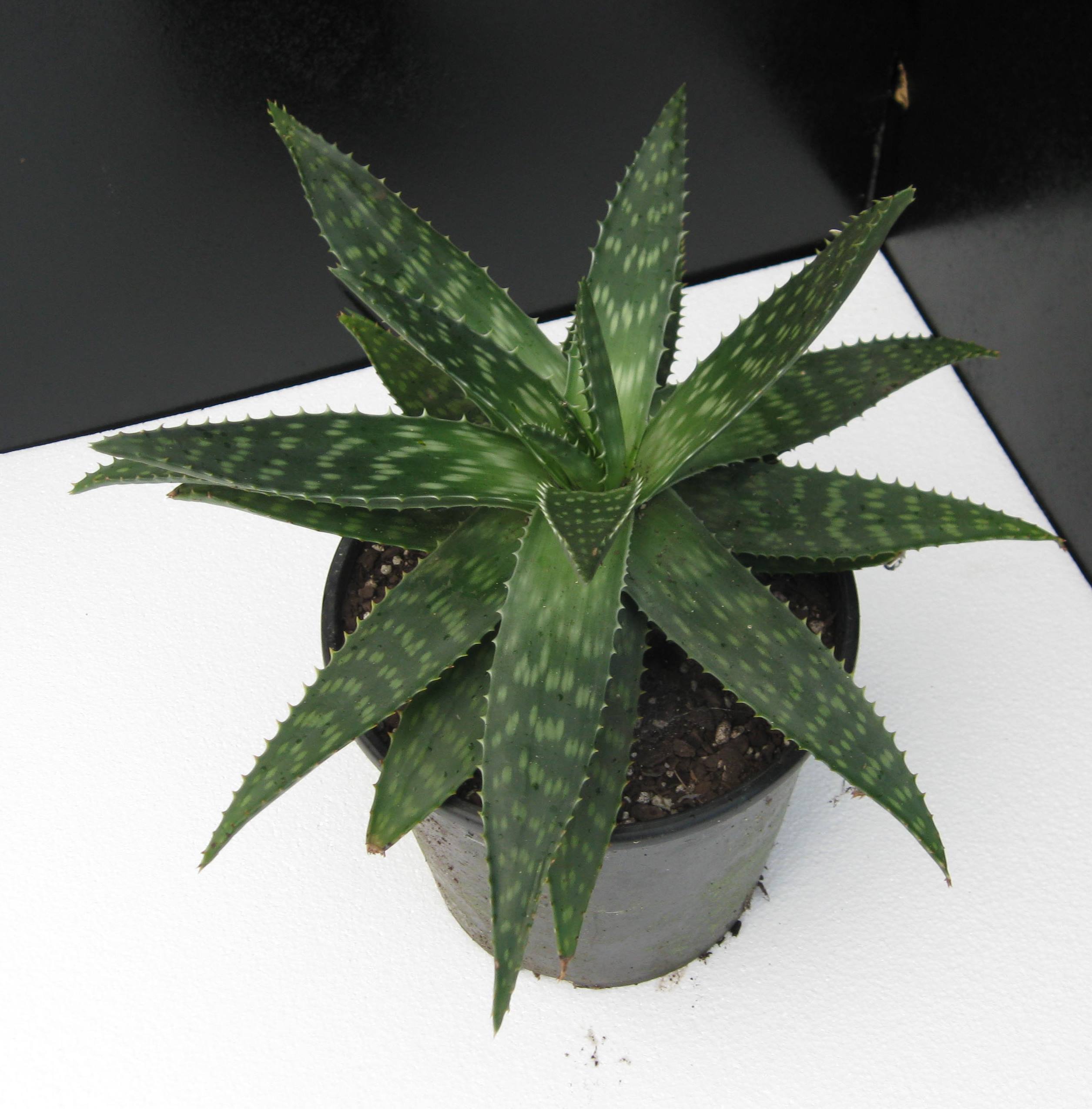 Aloe Saponaria