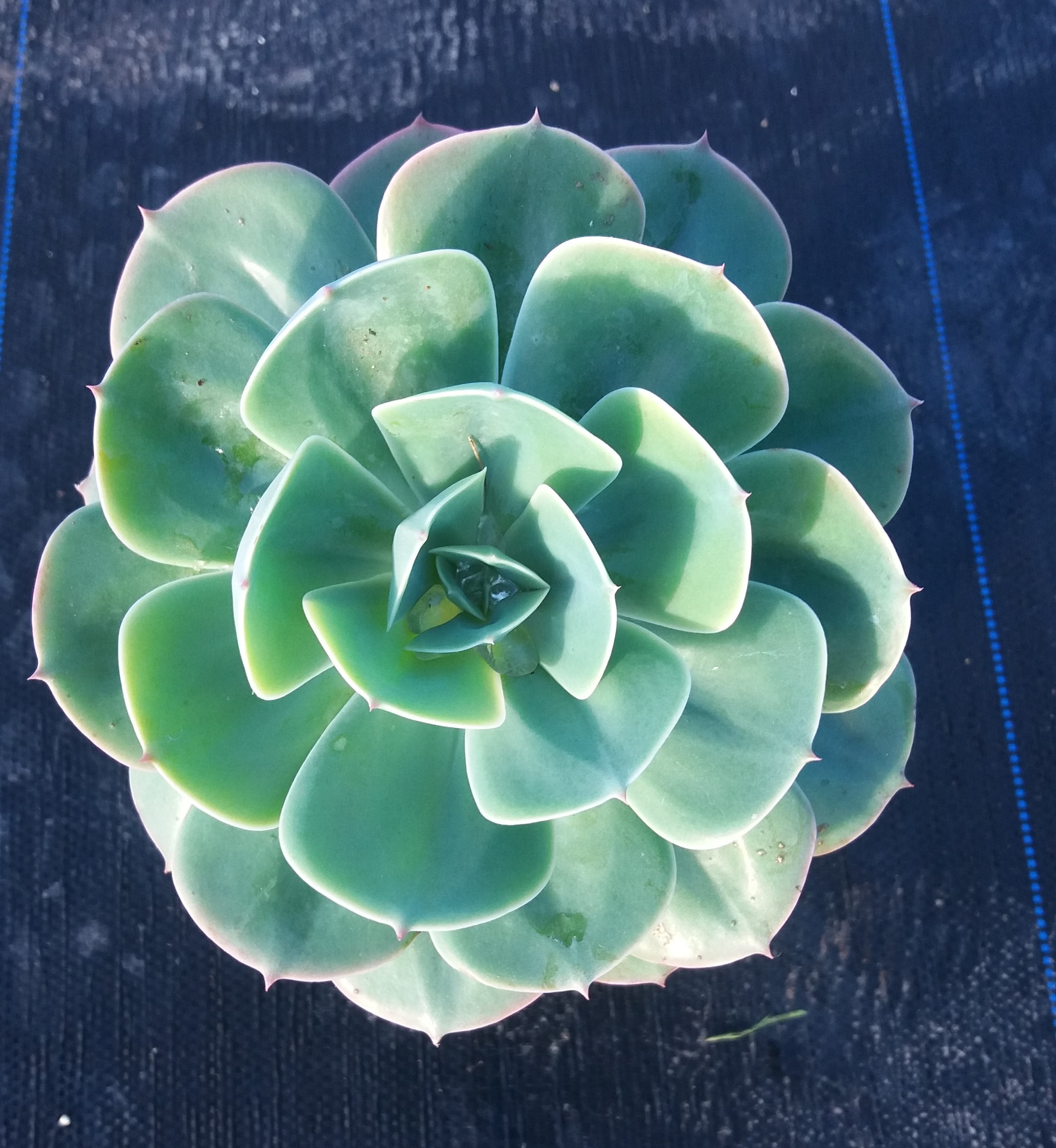 Echeveria Blue Rose