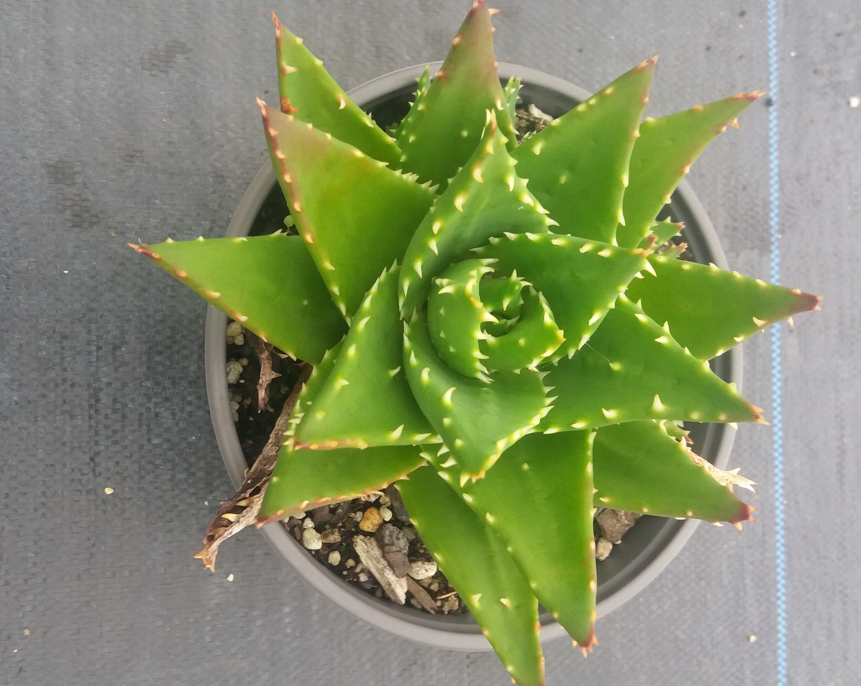 Aloe Nobilis