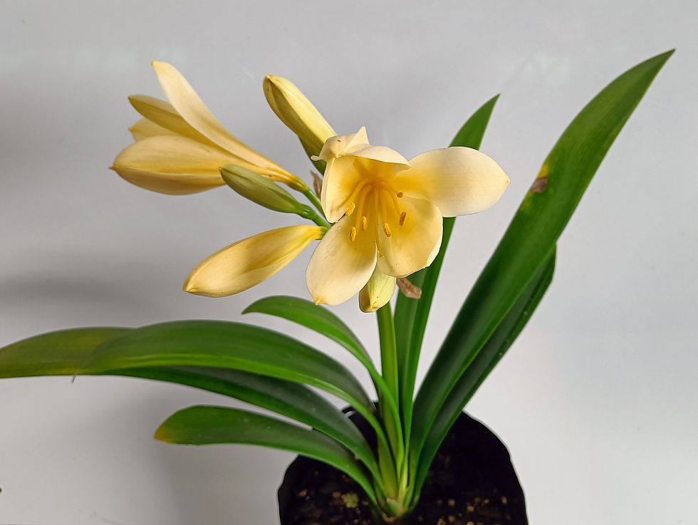 Clivia Miniata - Yellow