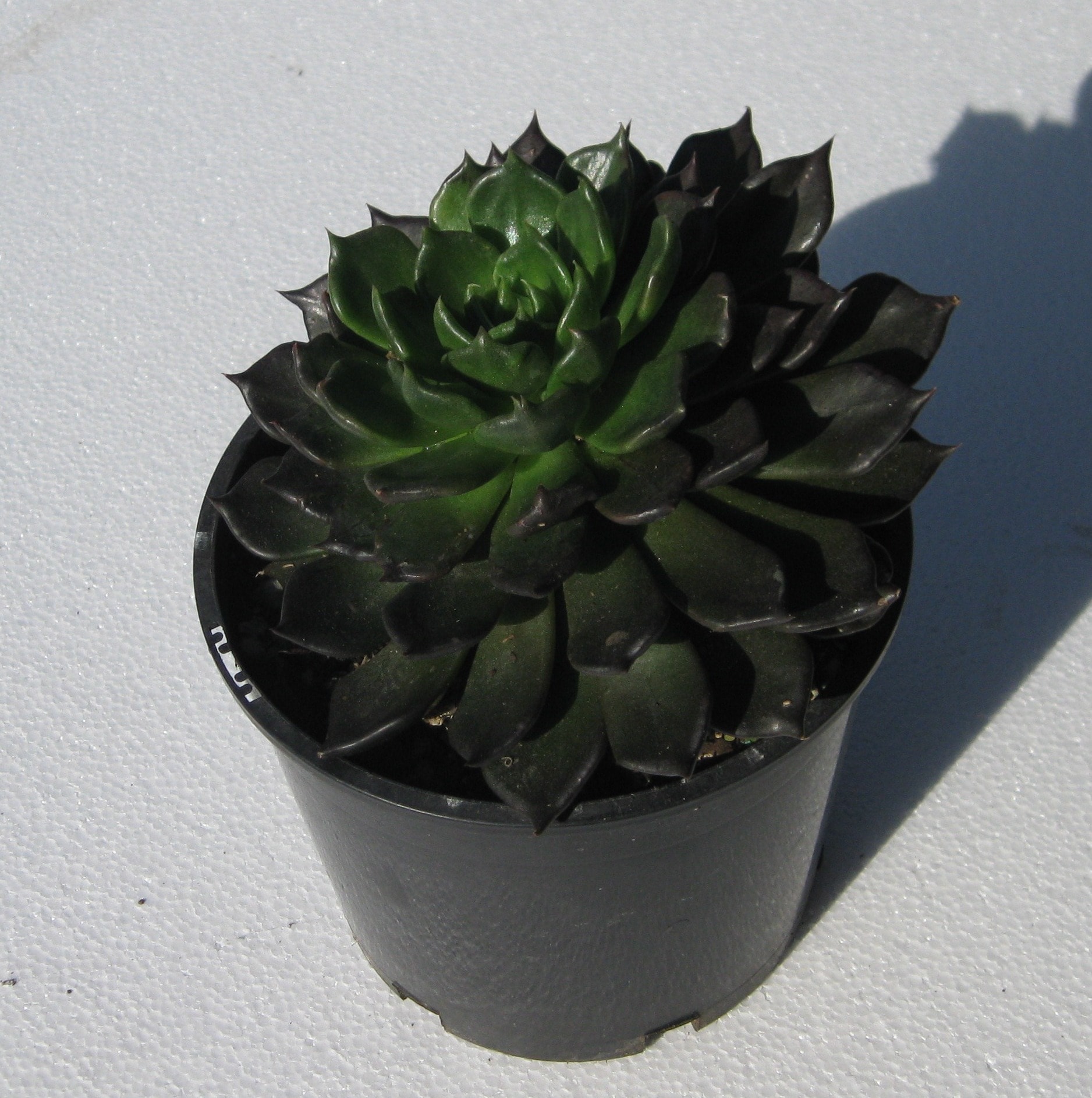 Echeveria Black Prince