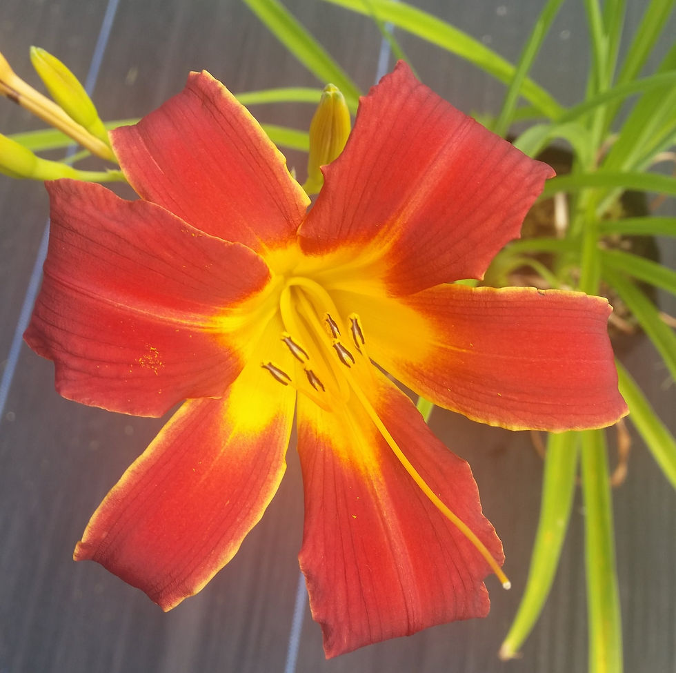 Daylilies - Hemerocallis - Red & Yellow Daylily
