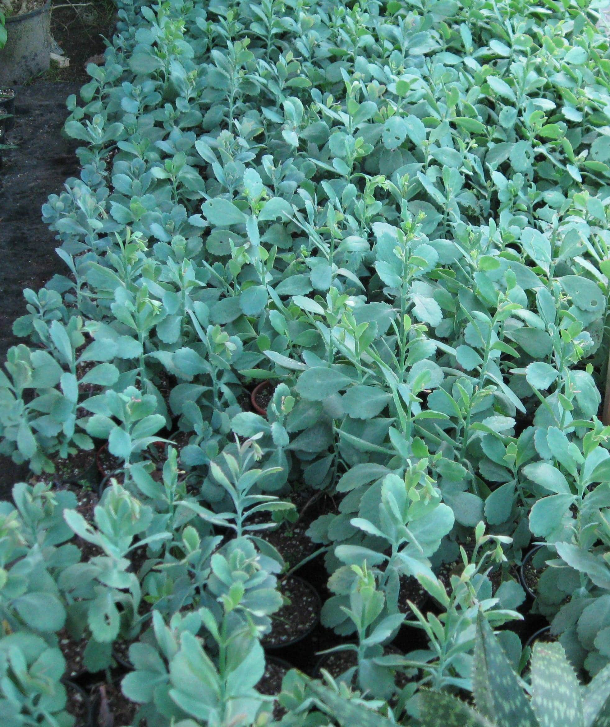 Kalanchoe Fedtschenkoi