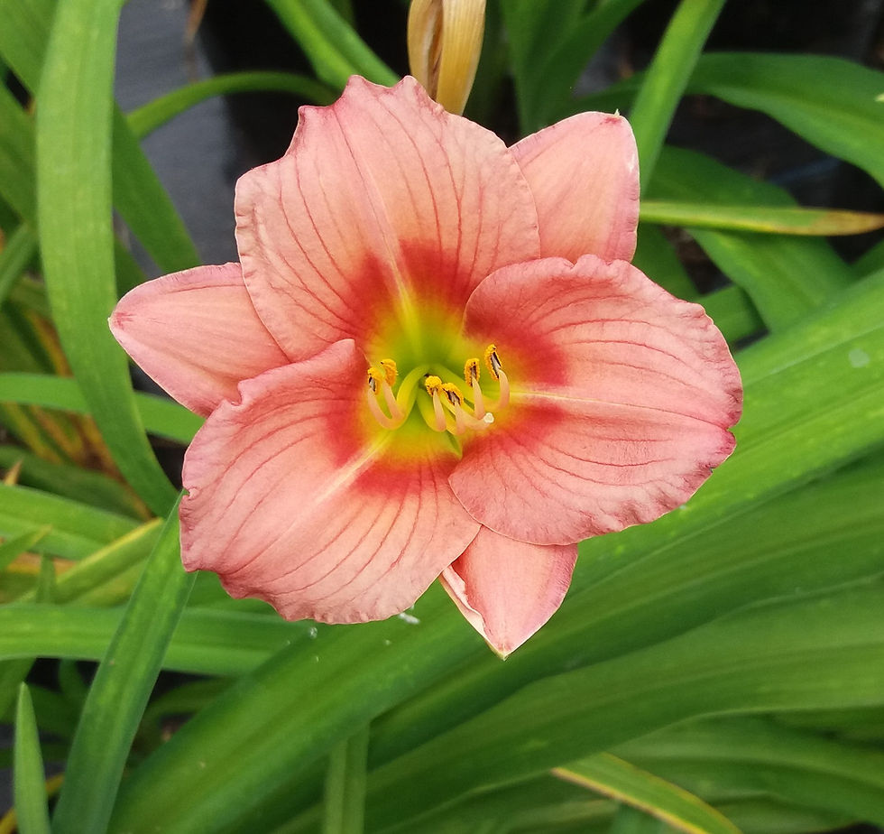 Daylilies - Hemerocallis - Pink Daylily