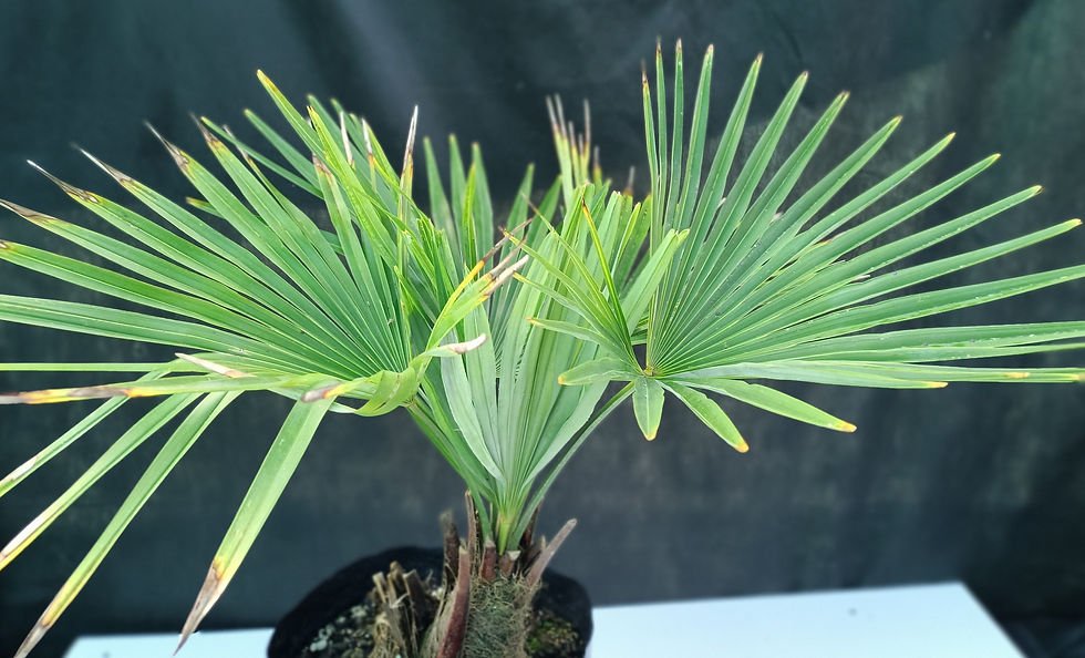 Chinese Windmill Fan Palm - Trachycarpus Fortunei