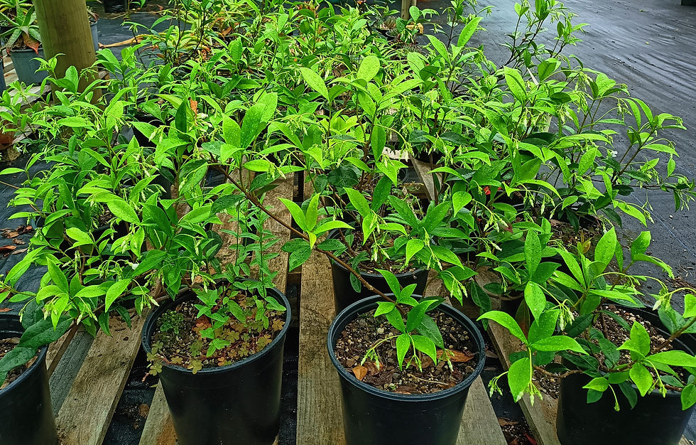 Star Jasmine - Trachelospermum Jasminoides 1