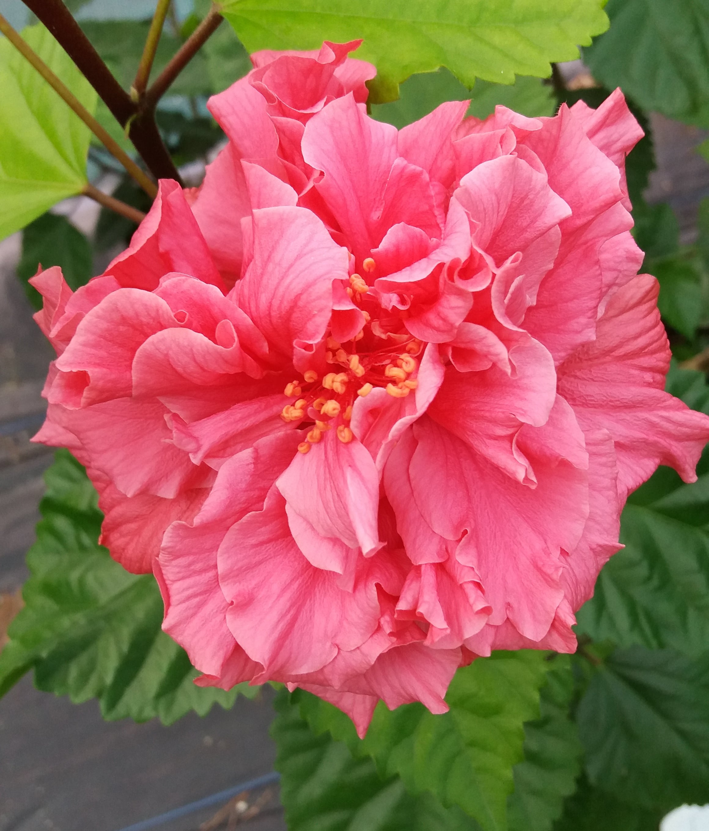 Hibiscus - Pink