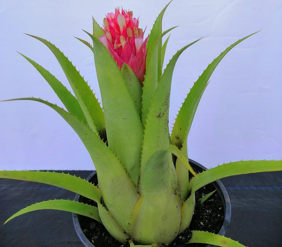 Aechmea Covata