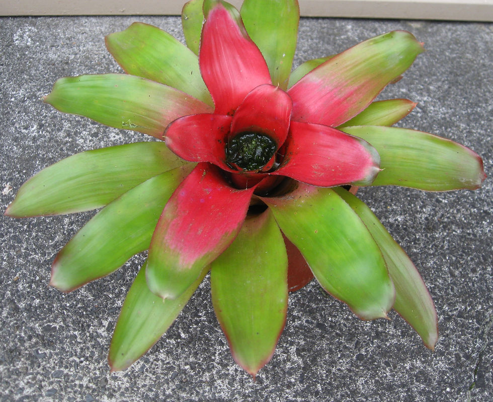 Neoregelia Concentrica Hybrid