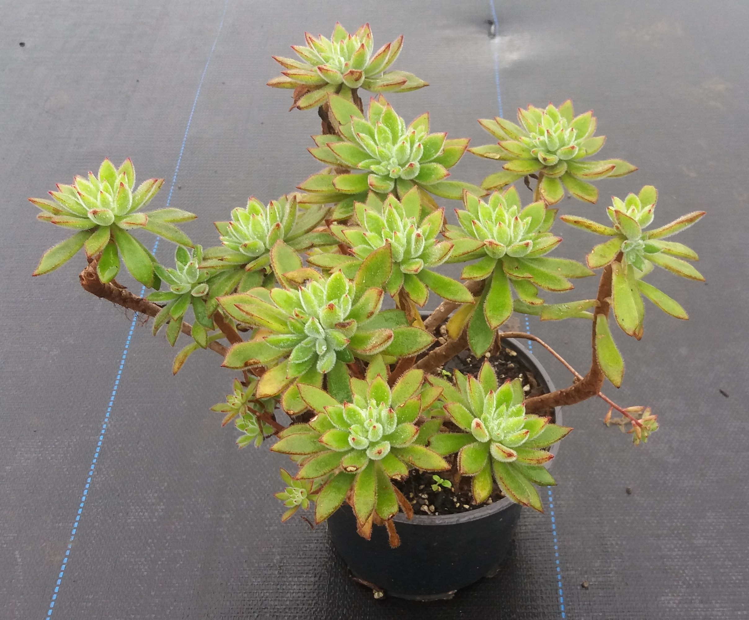 Echeveria Pulvinata