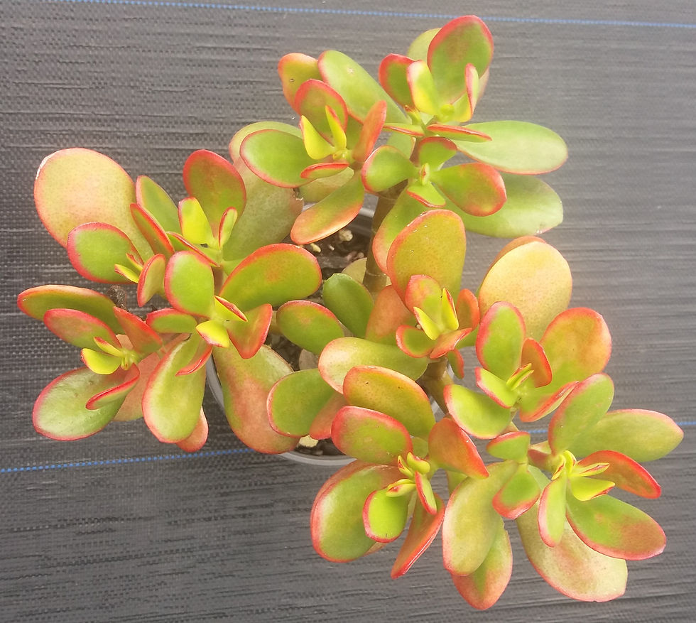 Crassula Ovata - Jade Plant - Yellow