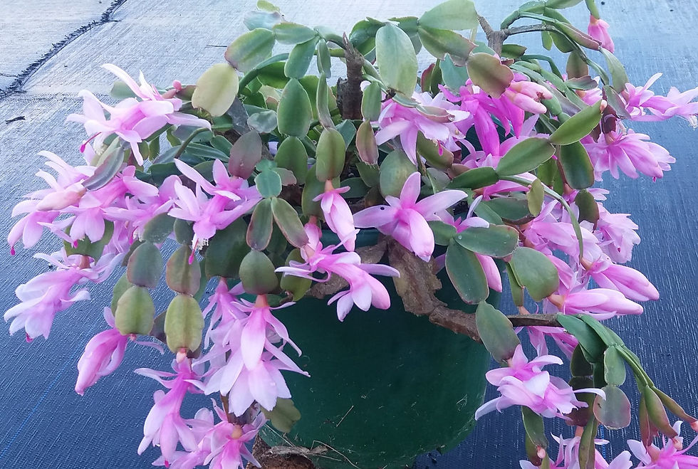 Zygocactus - Pink