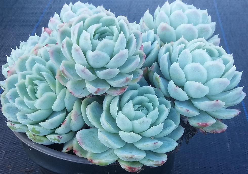 Echeveria Elegans