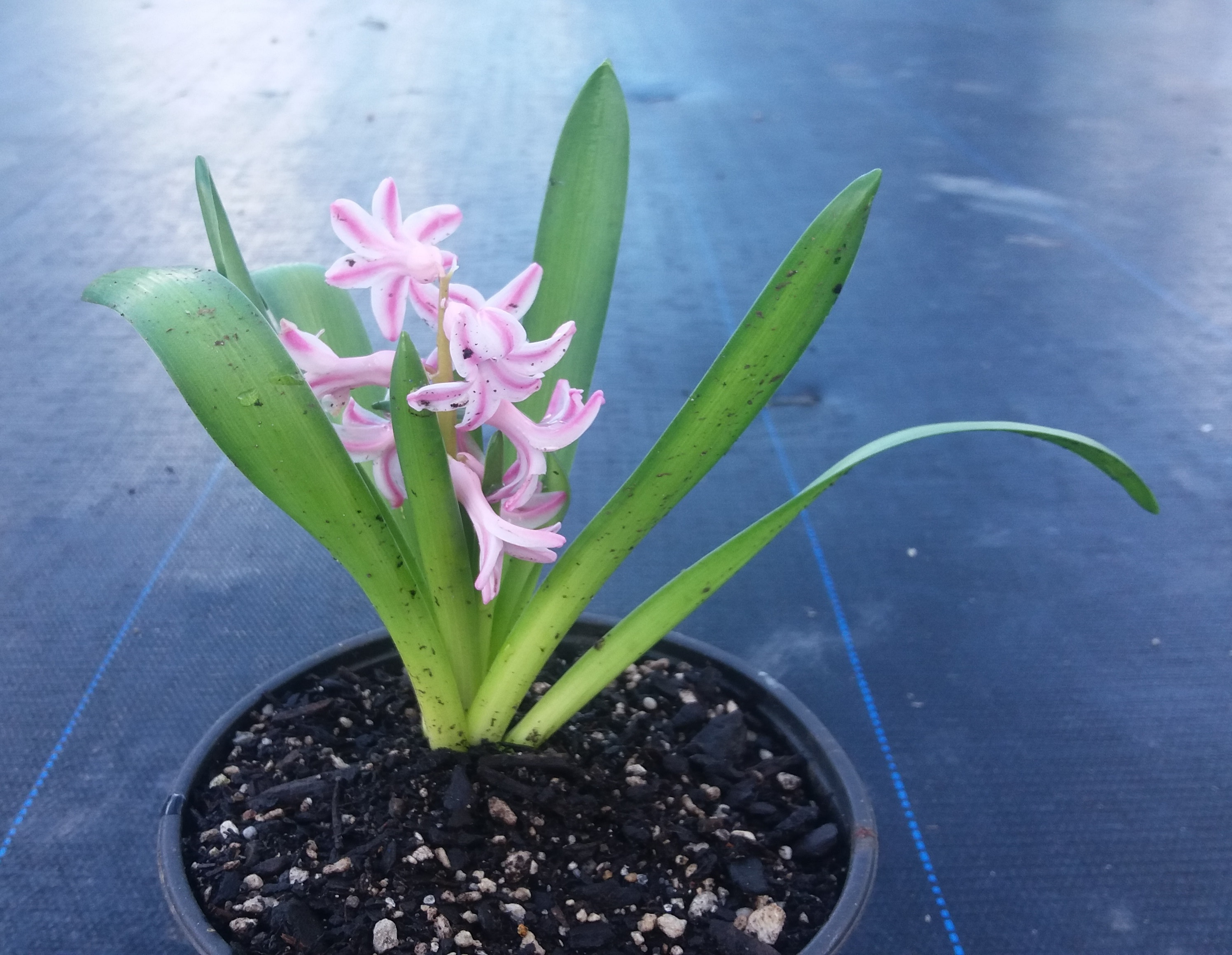 Hyacinth Fondant