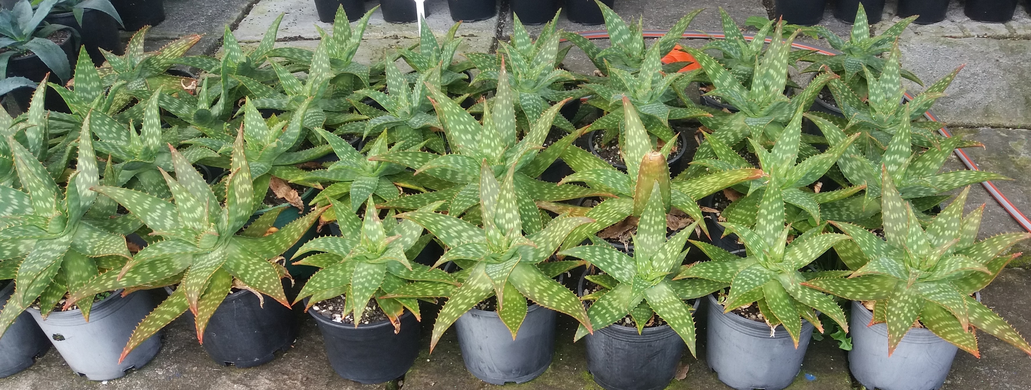 Aloe Saponaria
