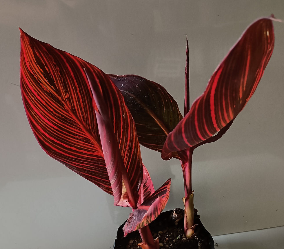 Canna Lily - Tropicana