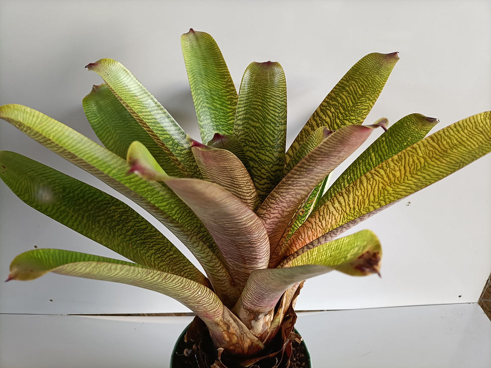 Vriesea Hieroglyphica