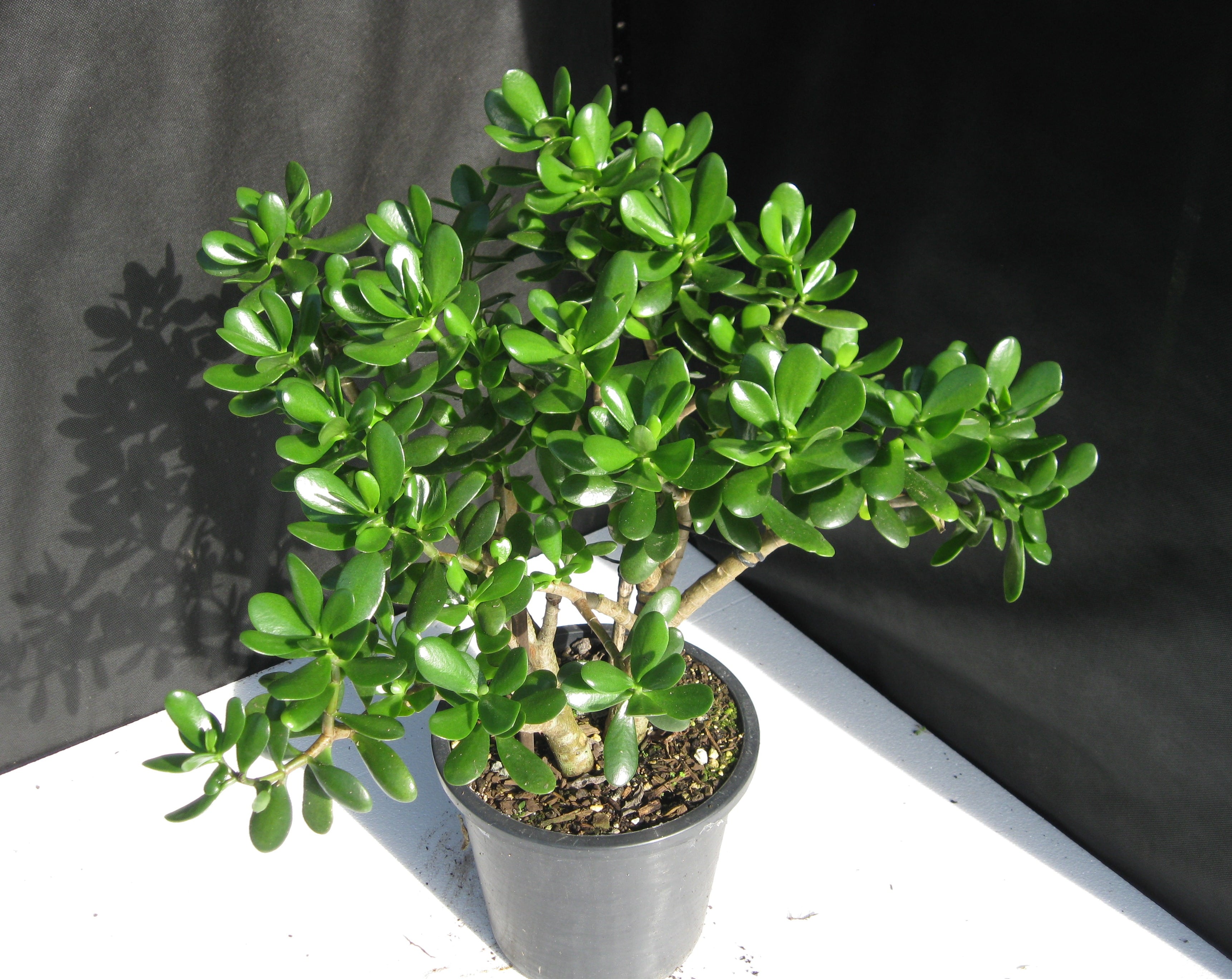 Crassula Ovata - Jade Tree