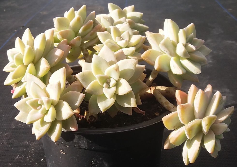 Graptopetalum Paraguayense
