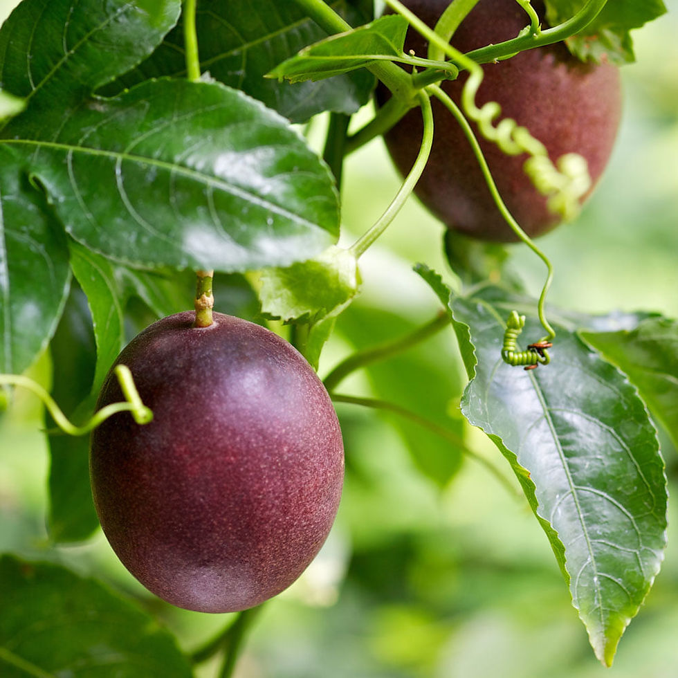 Passionfruit
