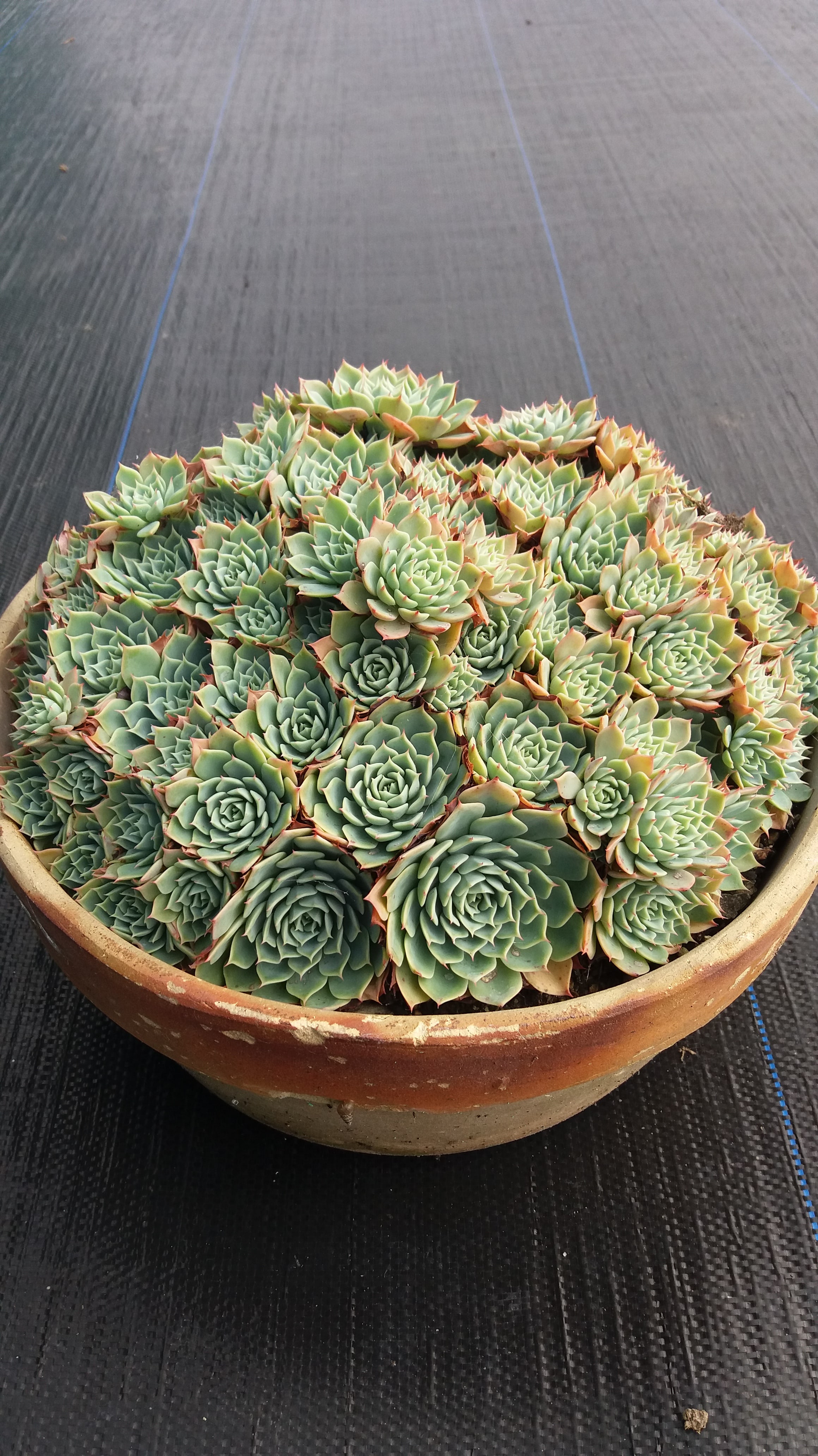 Echeveria Secunda - Large