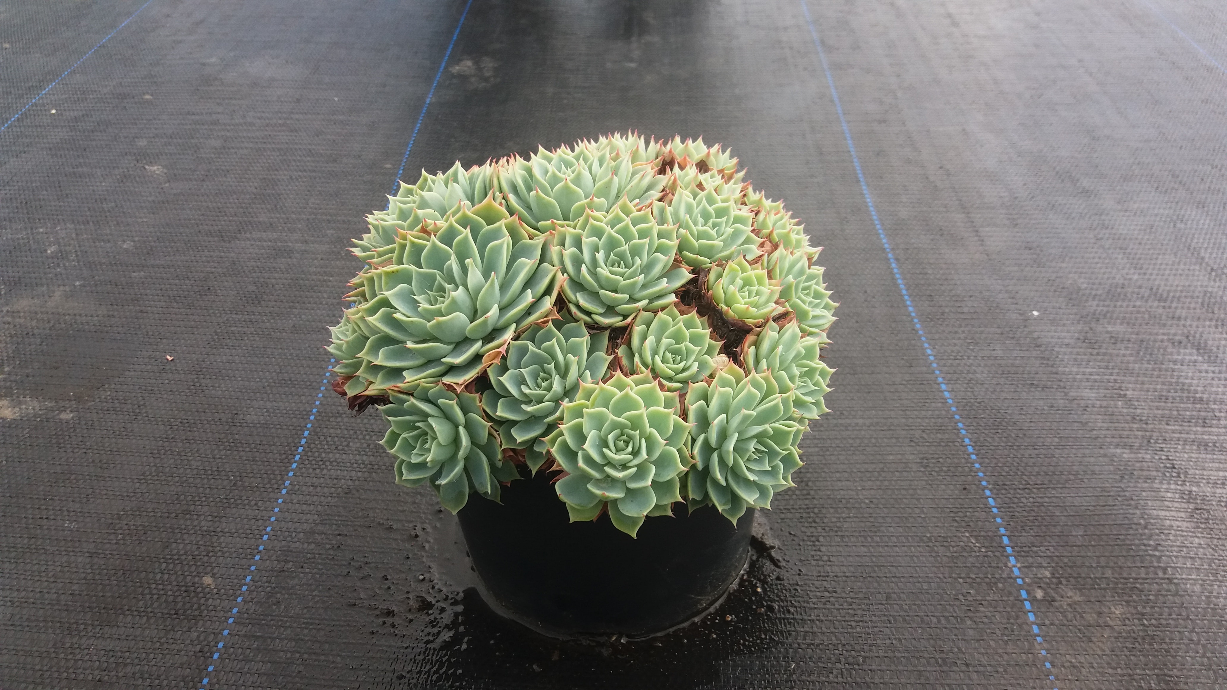 Echeveria Secunda