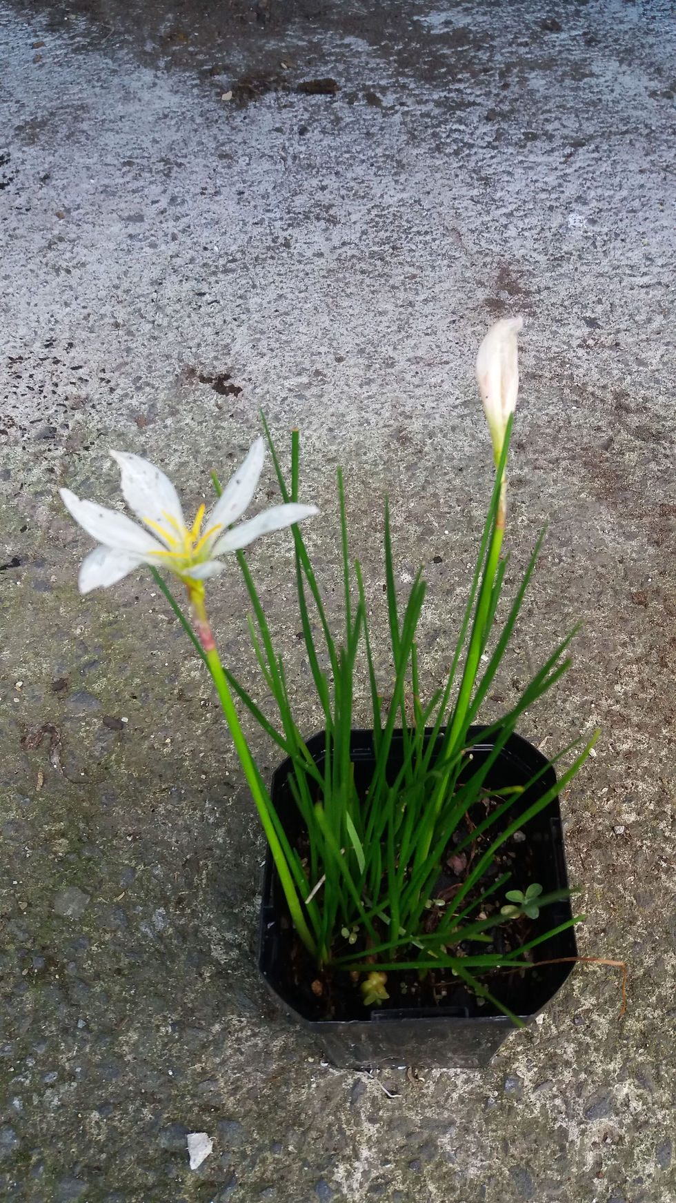 Zephranthes Candida Fairy Lily