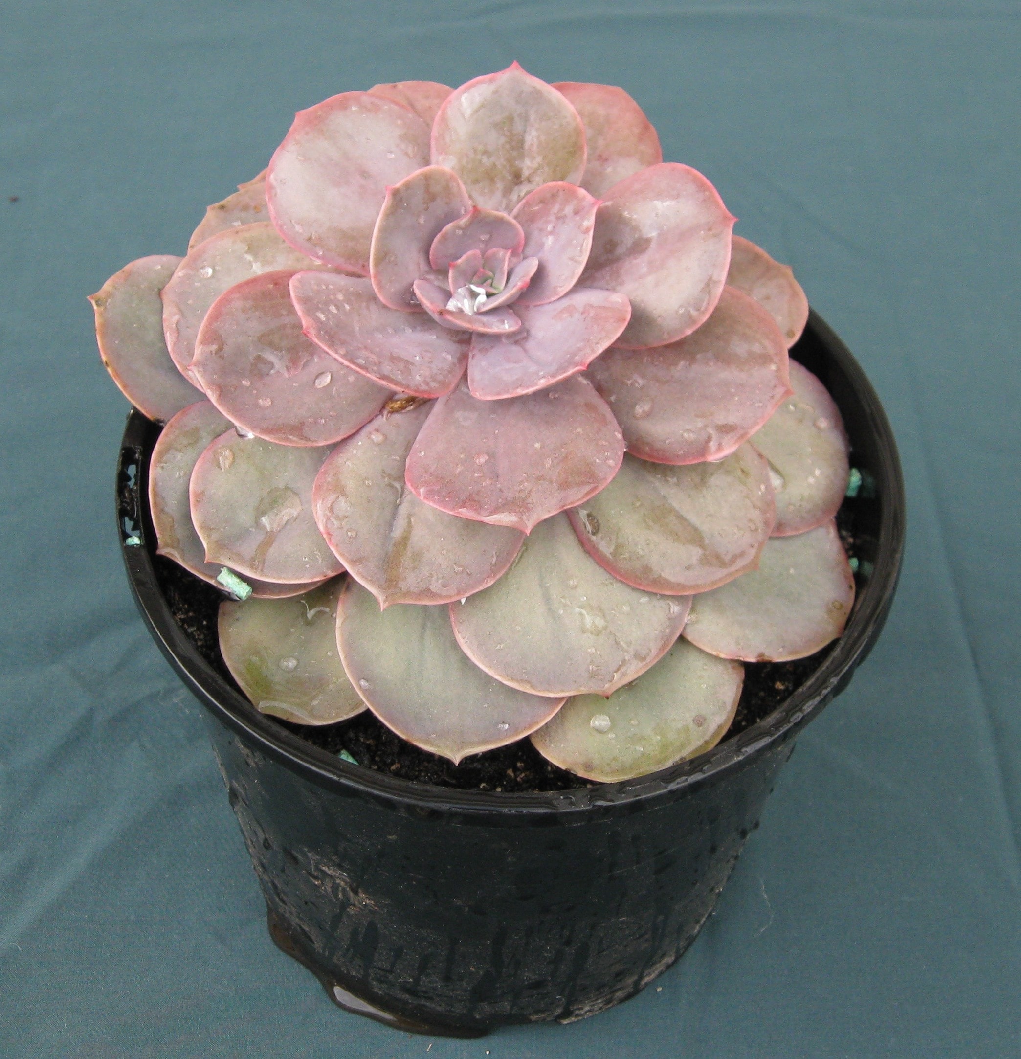 Echeveria Perle von Nurnberg