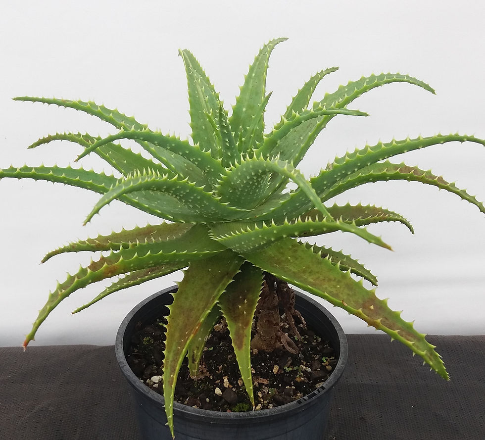 Aloe Spinossissima