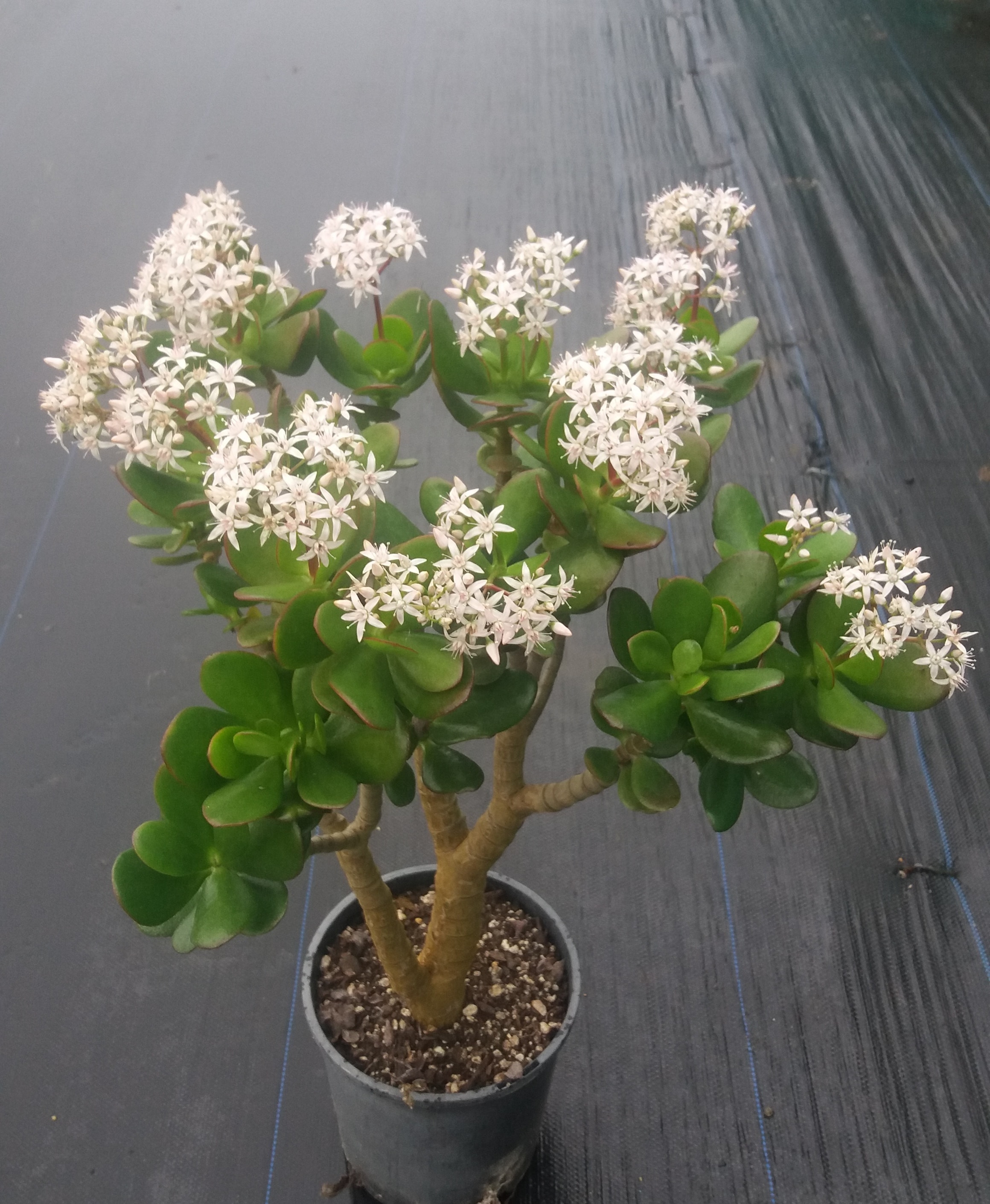Crassula Ovata - Jade Tree