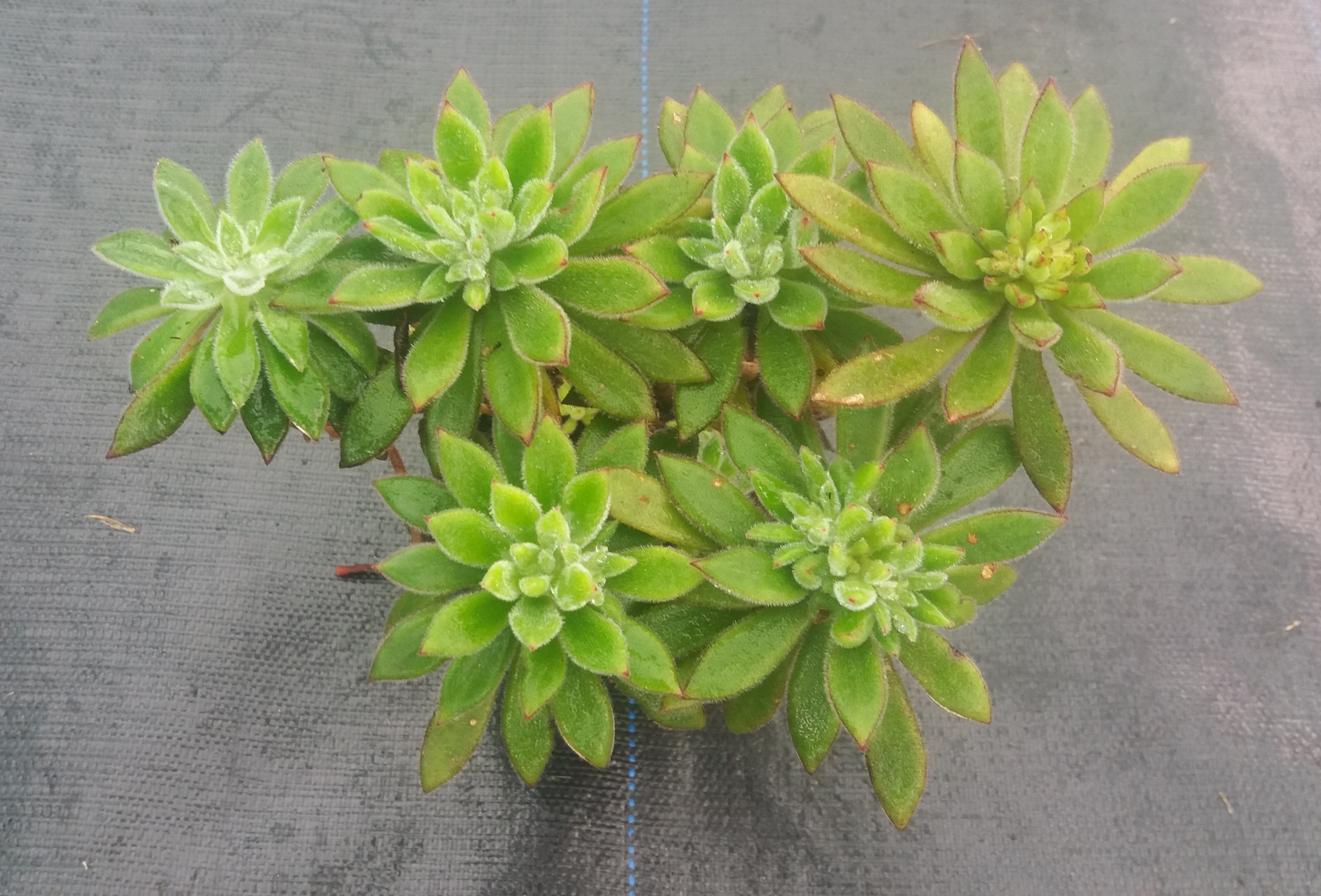 Echeveria Pulvinata