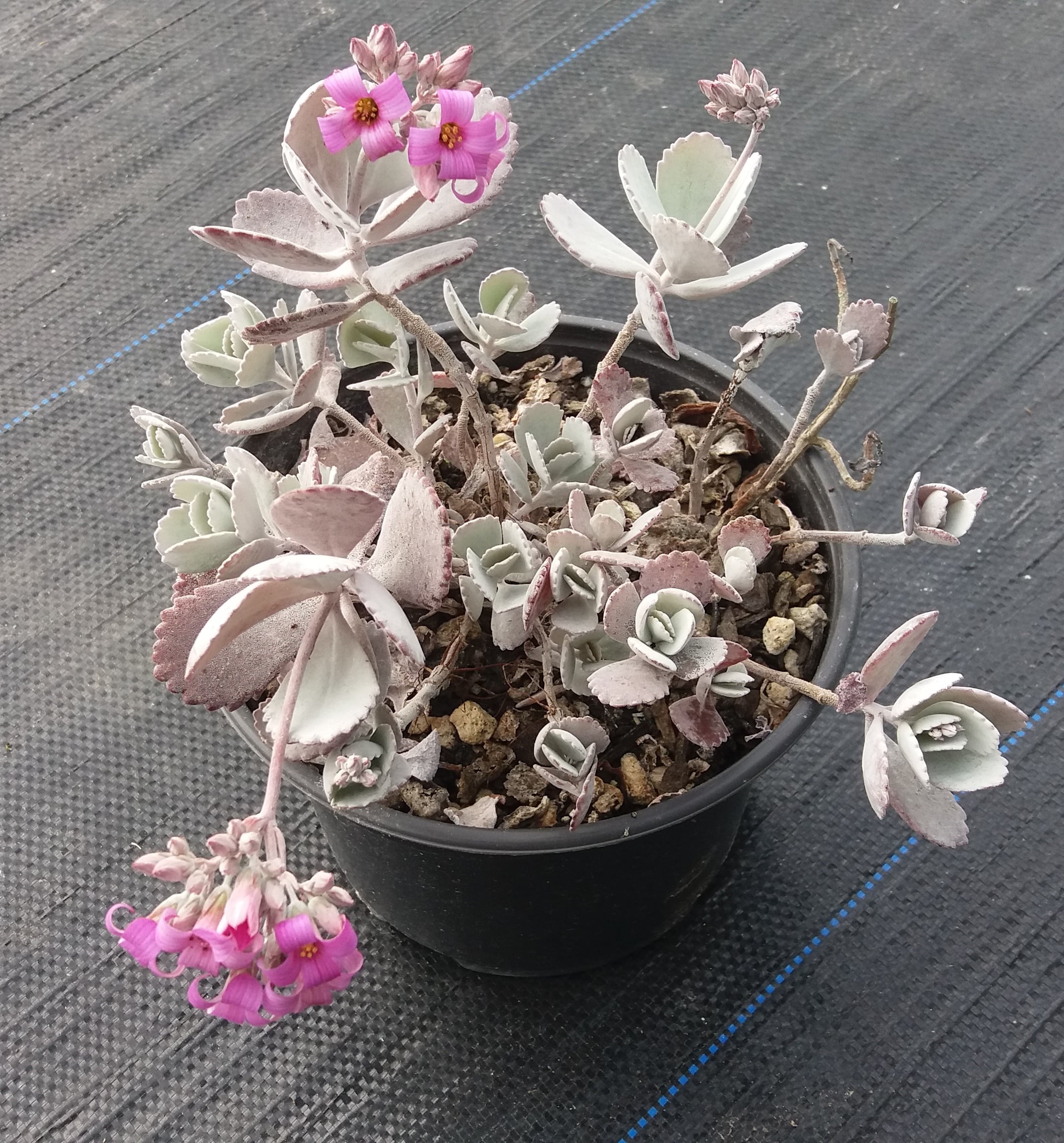 Kalanchoe Pumila