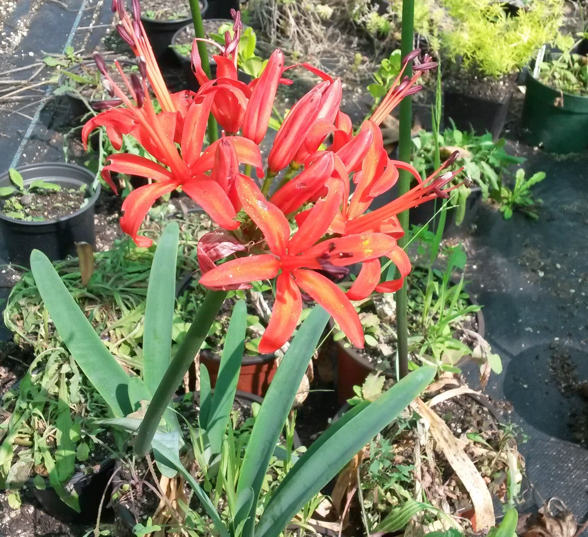 Nerine - Afterglow Red