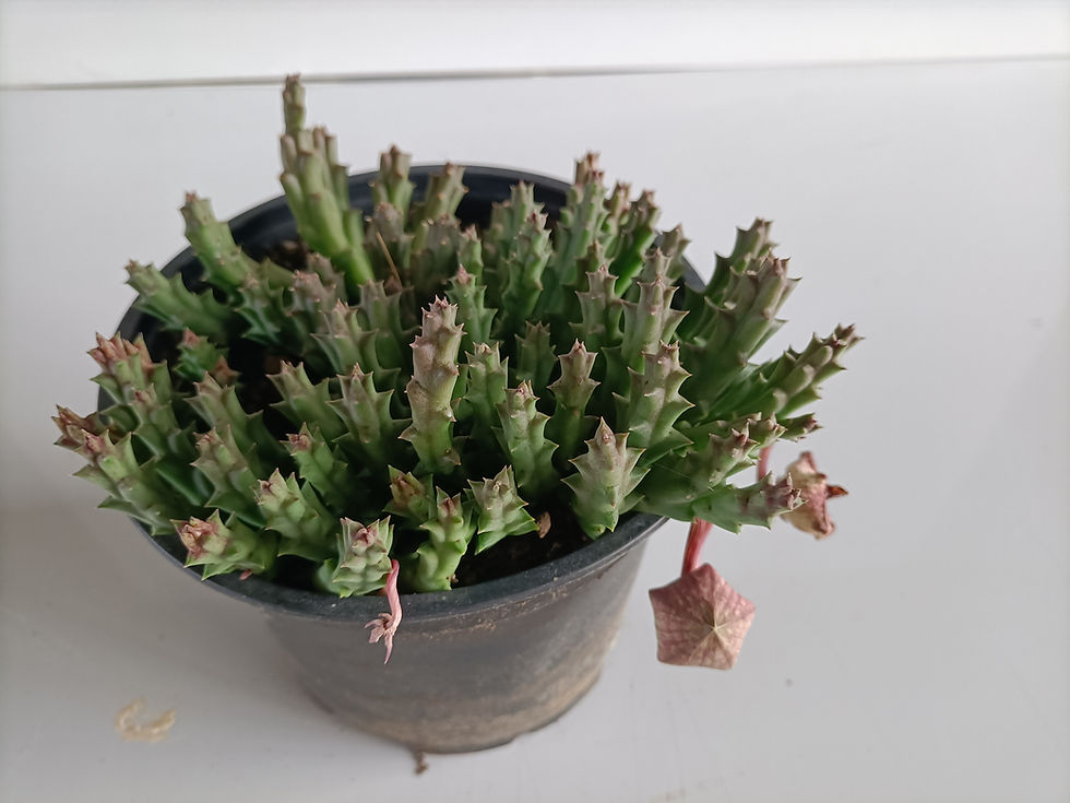 Starfish Cactus - Orbea Variegata Stepelia