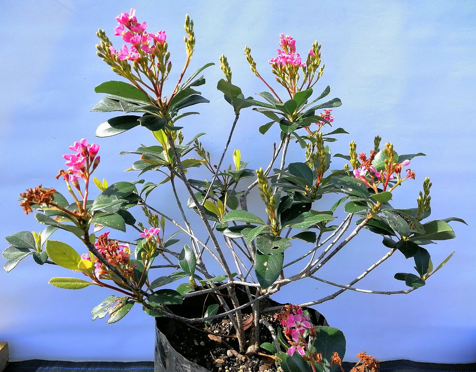 Indian Hawthorn (Pink) Rhaphiolepis Indica
