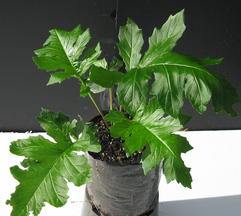 Acanthus Mollis 1