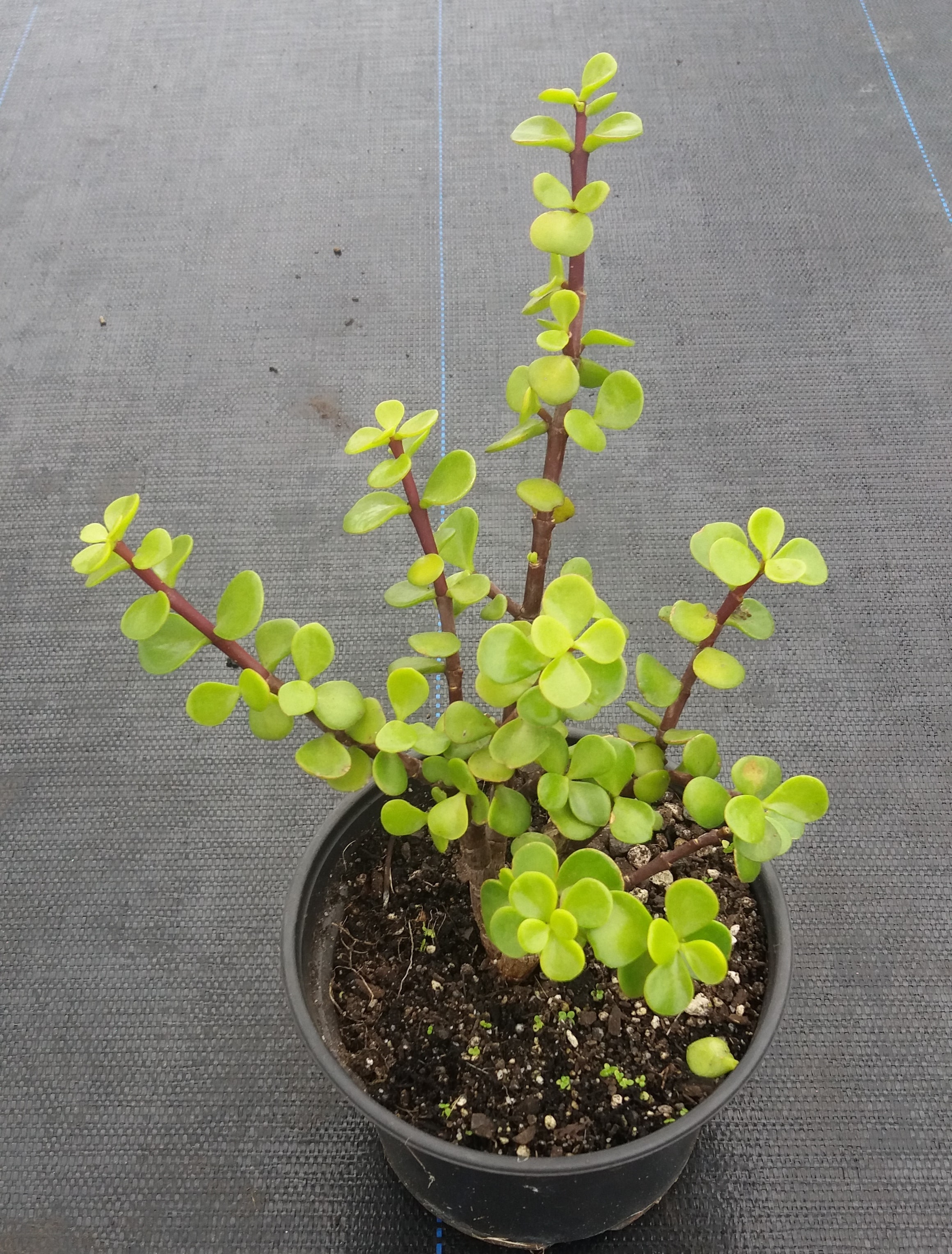 Portulacaria Afra