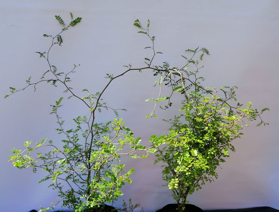 Kowhai - Sophora Microphylla